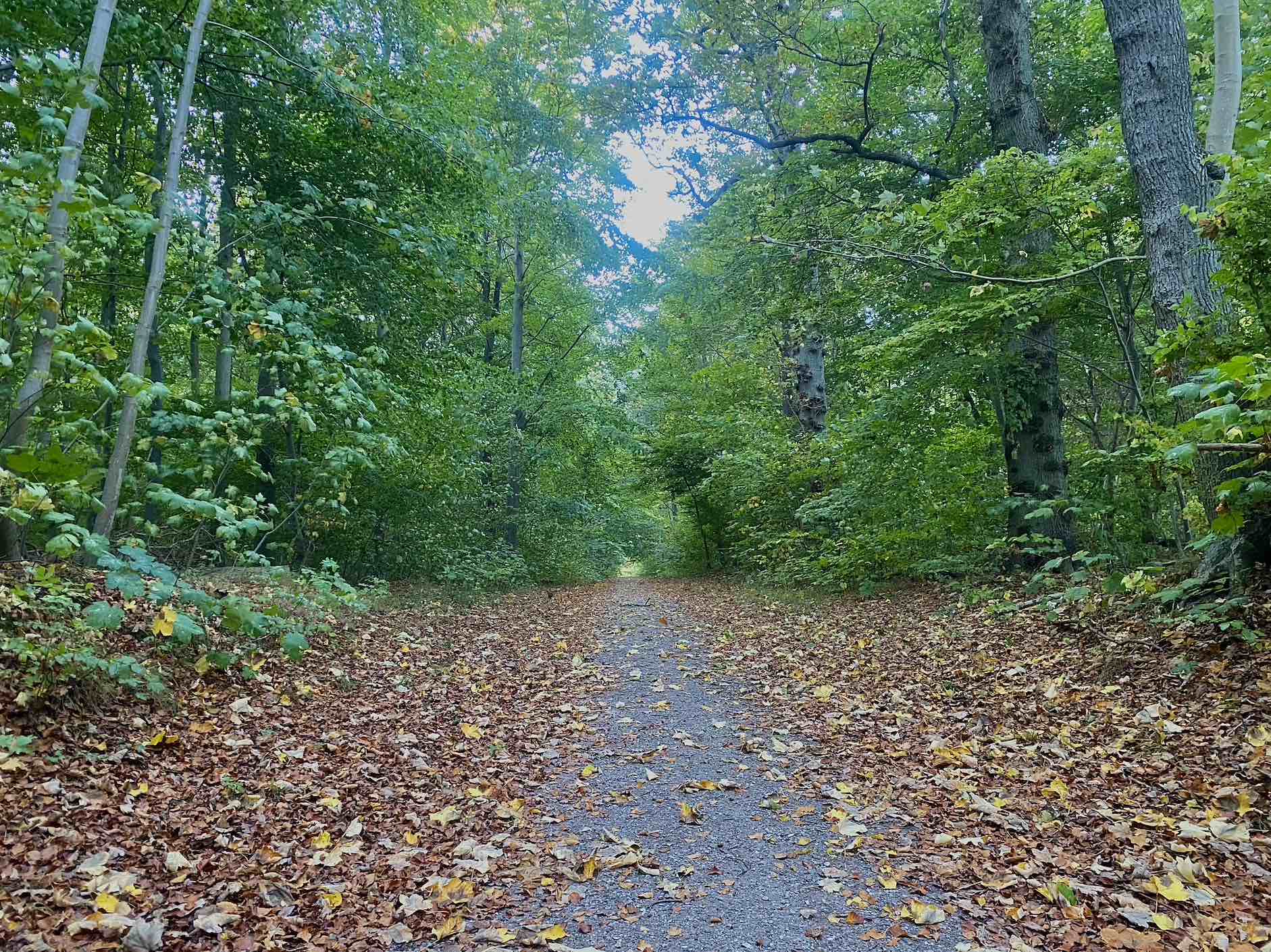 Ulkerup Skov